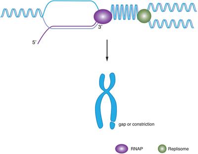 Transcription-Replication Collisions and Chromosome Fragility